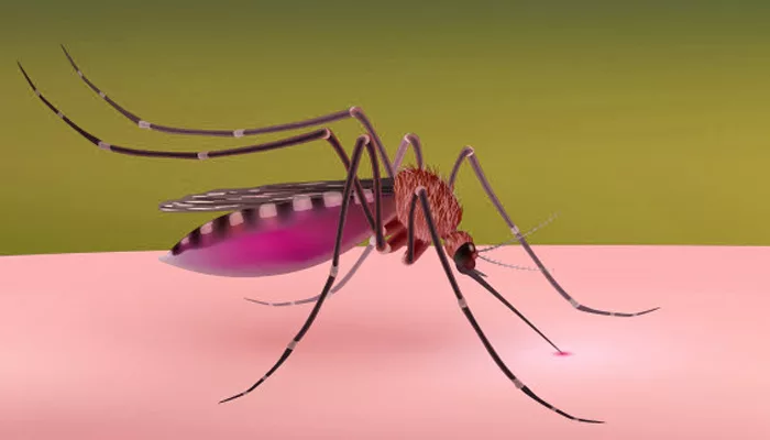 Apa saja gejala Malaria dan bagaimana cara mencegahnya?