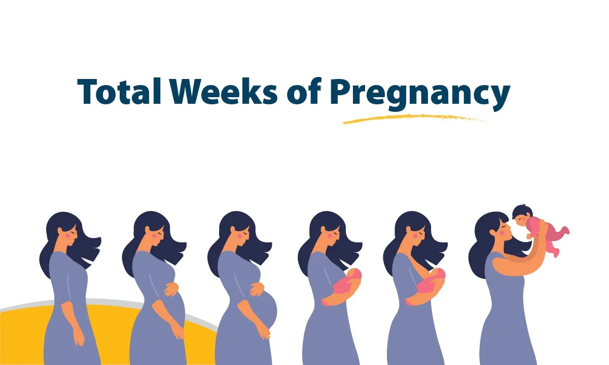 How Many Total Weeks of Pregnancy Are There? A Complete Guide